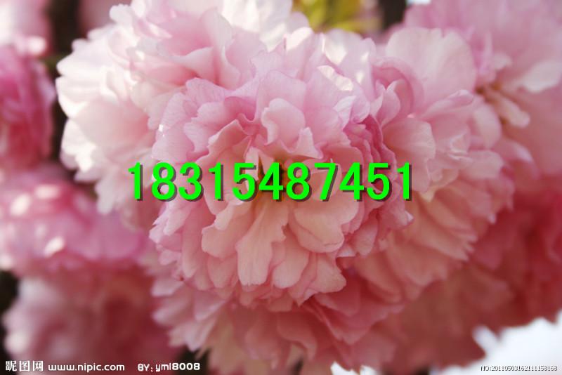 供應(yīng)日本櫻花苗，大量處理日本櫻花苗，嫁接日本櫻花苗