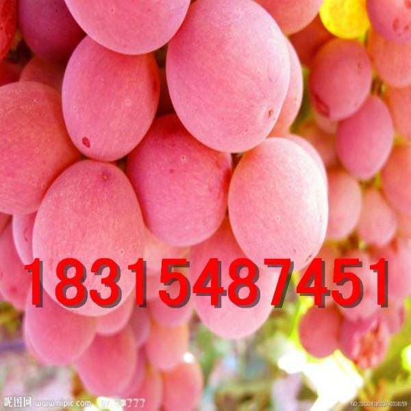 供應(yīng)紅提葡萄苗，大量出售紅提葡萄苗，批發(fā)紅提葡萄苗