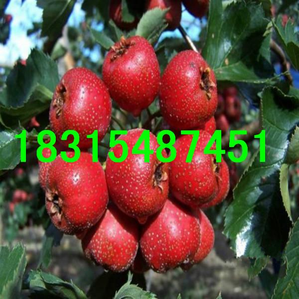 供應甜山楂樹苗，大量供應甜山楂樹苗，*甜山楂樹苗