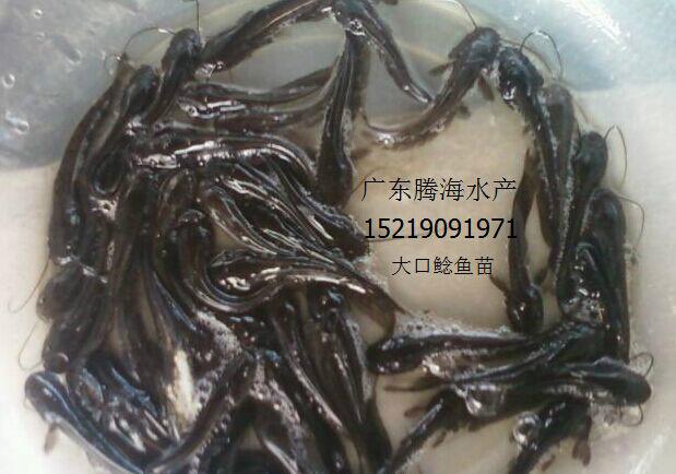 供應(yīng)大口鯰魚苗_優(yōu)質(zhì)大口鯰魚苗_生長快產(chǎn)量*格實惠_歡迎致電騰海水產(chǎn)