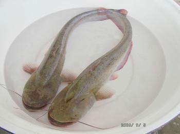 供應(yīng)大口鯰魚苗_優(yōu)質(zhì)大口鯰魚苗_生長快產(chǎn)量*格實惠_歡迎致電騰海水產(chǎn)