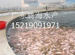 優(yōu)質(zhì)羅非魚魚苗_羅非魚苗批發(fā)_海南羅非魚苗_快大產(chǎn)量高