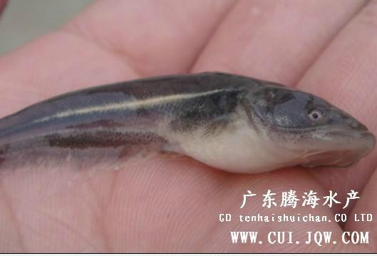 供應(yīng)江門大口鯰魚苗批發(fā)商江門大口鯰魚苗養(yǎng)殖場江門雜交大口鯰哪里有