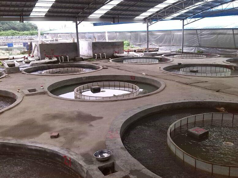 供應(yīng)江門臺(tái)山加州鱸魚苗_優(yōu)質(zhì)加州鱸魚苗_生長快產(chǎn)量高歡迎致電