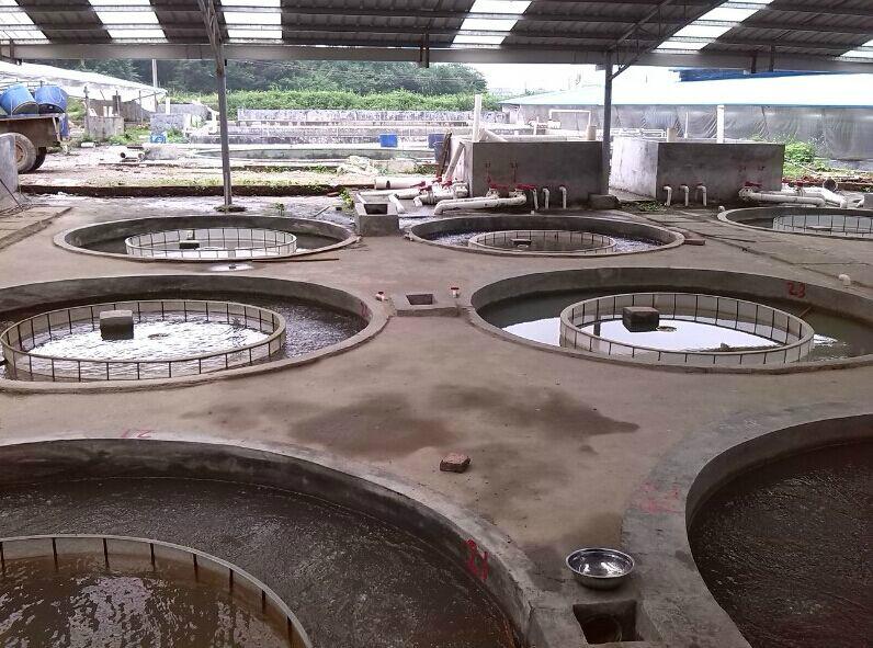 供應(yīng)廣西桂林魚苗批發(fā)廣西賀州魚苗批發(fā)商廣西梧州魚苗場廣西魚苗批發(fā)