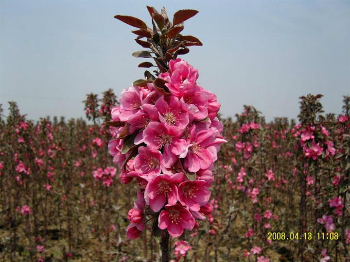 供應(yīng)絢麗海棠樹苗規(guī)格齊全*惠