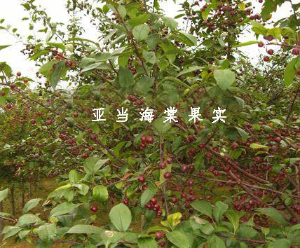 供應(yīng)亞當(dāng)海棠成品苗優(yōu)良品質(zhì)自然成型