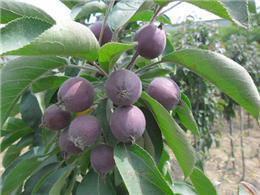 供應(yīng)開心果海棠樹苗絢麗海棠樹苗因承包地到期急售