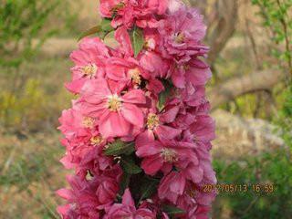 牡丹海棠成苗圖片