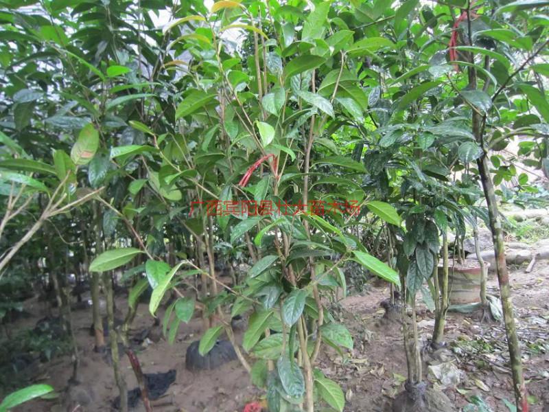 供應(yīng)南寧優(yōu)質(zhì)金花茶苗_南寧優(yōu)質(zhì)金花茶苗價(jià)錢_南寧優(yōu)質(zhì)金花茶苗報(bào)價(jià)