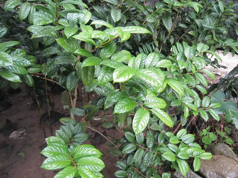 供應(yīng)南寧優(yōu)質(zhì)金花茶苗_南寧優(yōu)質(zhì)金花茶苗價(jià)錢_南寧優(yōu)質(zhì)金花茶苗報(bào)價(jià)