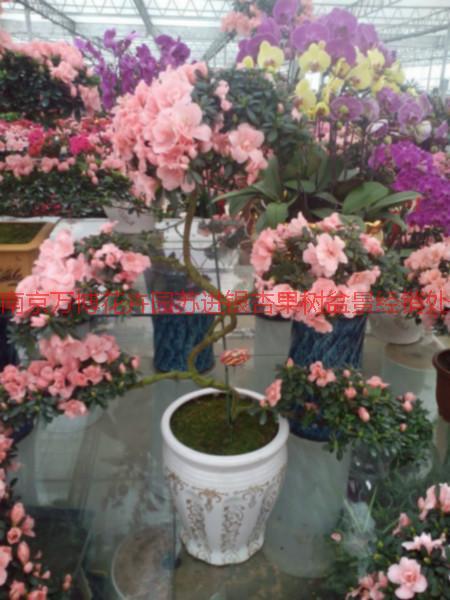 南京室內(nèi)花卉價格圖片