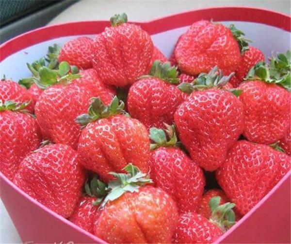 供應(yīng)北京新鮮甜查理草莓代收