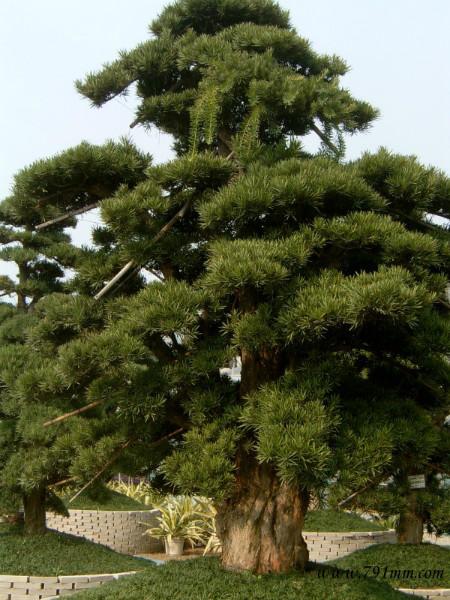 供應(yīng)羅漢松種子，羅漢松種子批發(fā)，羅漢松種子供貨商
