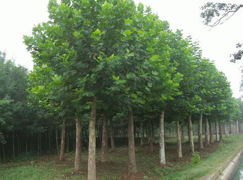 供應法桐價格