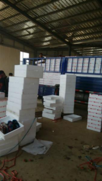 供應邳州萬畝草莓代收*