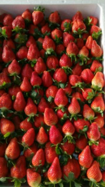 供應東北奶油草莓
