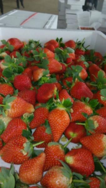 供應(yīng)遼寧新鮮草莓