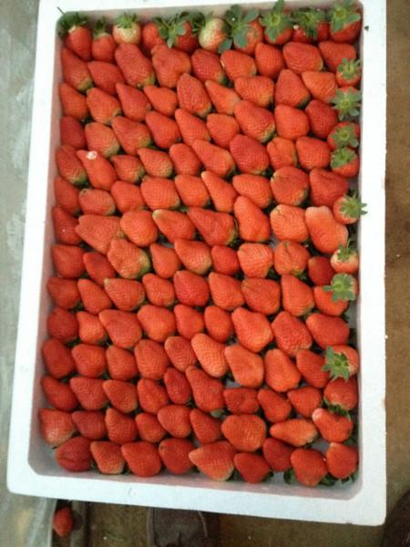 內(nèi)蒙古新鮮草莓圖片