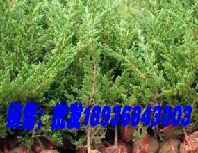 山東鋪地柏苗種植圖片