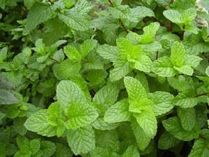 供應用于的廠家*原料薄荷素油