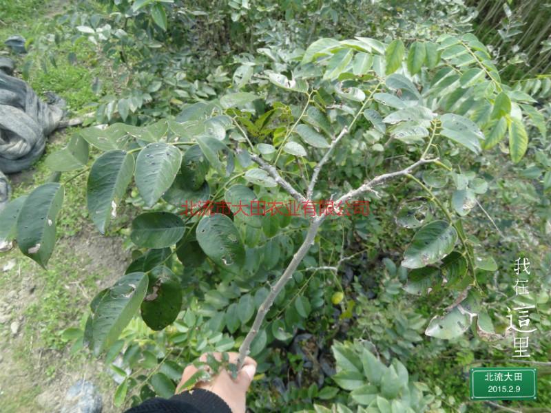廣東黃花梨苗種植園圖片