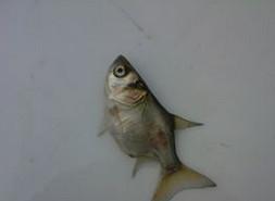 中山小欖縮骨大頭魚苗 縮骨大頭魚苗 縮骨大頭魚苗批發(fā) 縮骨大頭魚苗供應(yīng)商 魚苗