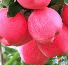 供應(yīng)建果園*優(yōu)質(zhì)果樹(shù)苗品種來(lái)臨沂市河?xùn)|區(qū)苗木專業(yè)種植合作社