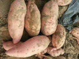 黃皮蘇薯8號(hào)種植圖片