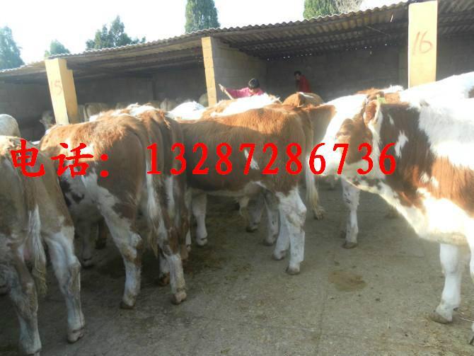 供應(yīng)養(yǎng)殖肉牛去哪里買牛哪里的養(yǎng)牛場信譽好肉牛犢價格低