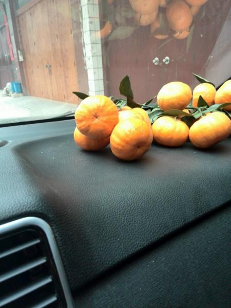 供應(yīng)南瓜桔種苗