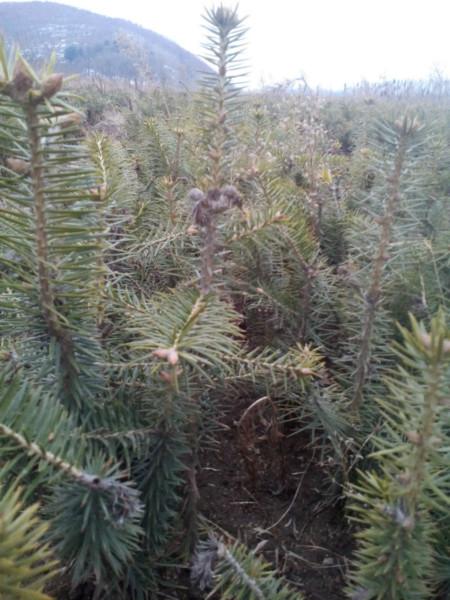 供應(yīng)冷杉4年苗批發(fā)廠家/優(yōu)質(zhì)冷杉4年苗出售