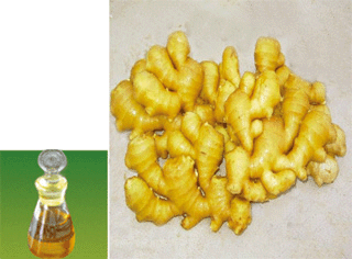 廠家直供醫(yī)用生姜油價(jià)格是多少圖片