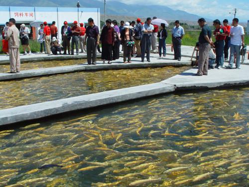 淡水魚(yú)苗圖片/淡水魚(yú)苗樣板圖 (3)