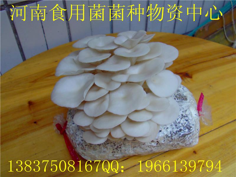 供應風尾菇菌種  湖南風尾菇菌種  風尾菇菌種價錢