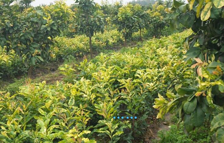 供應(yīng)荔浦黃金蜜柚