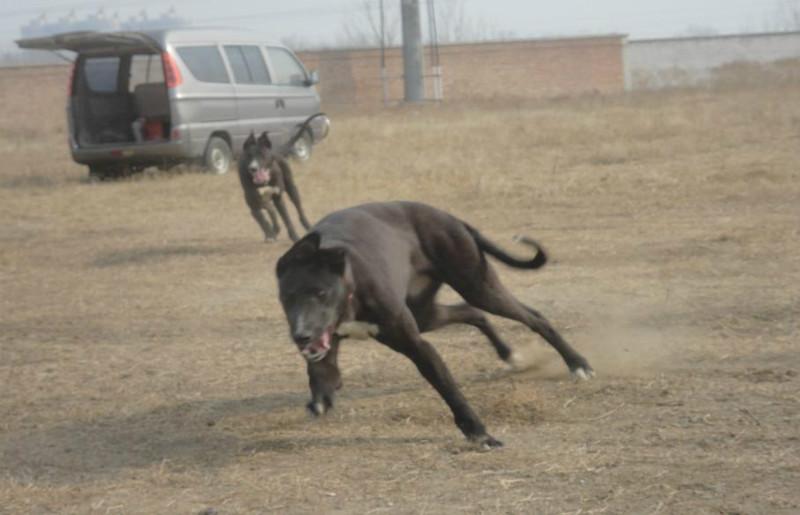 供应格力犬幼犬价格