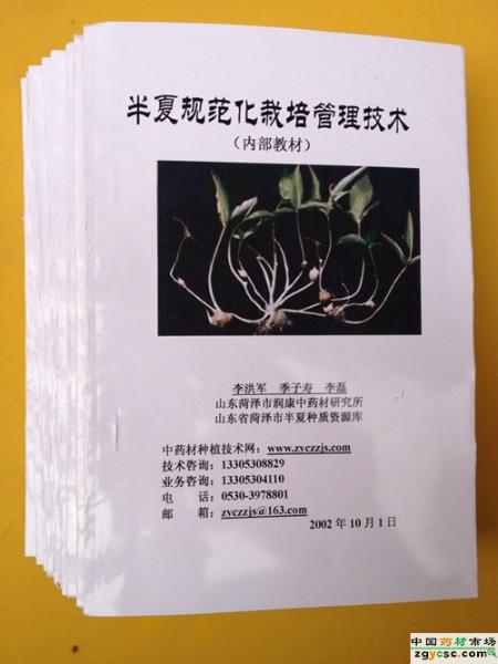 供應(yīng)旱半夏小珠芽（四級(jí)種球）