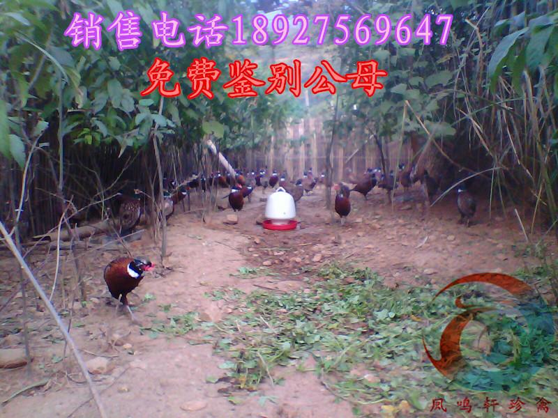 供應(yīng)懷仁*苗