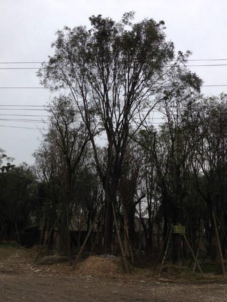 供應(yīng)落日園林國槐供應(yīng)商，成都國槐供應(yīng)商，哪里國槐*