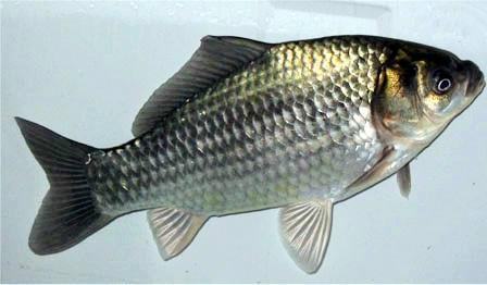 供應(yīng)用于垂釣|養(yǎng)殖|鯽魚魚苗的北京鯽魚苗批發(fā)黃金鯽魚苗批發(fā)價(jià)格