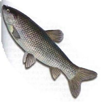 供應青魚苗多少錢一尾，多少錢一條，東莞青魚苗價格