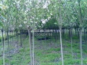 供應(yīng)落日?qǐng)@林垂絲海棠批發(fā)，成都垂絲海棠批發(fā)，四川垂絲海棠種植基地