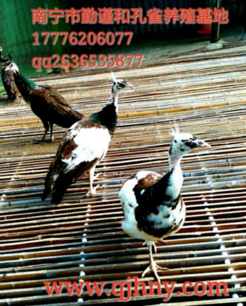 供應(yīng)**種苗*養(yǎng)殖--廣西南寧市（勤謹(jǐn)和）大型*養(yǎng)殖基地