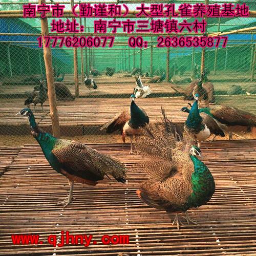 供應(yīng)**種苗*養(yǎng)殖--廣西南寧市（勤謹(jǐn)和）大型*養(yǎng)殖基地