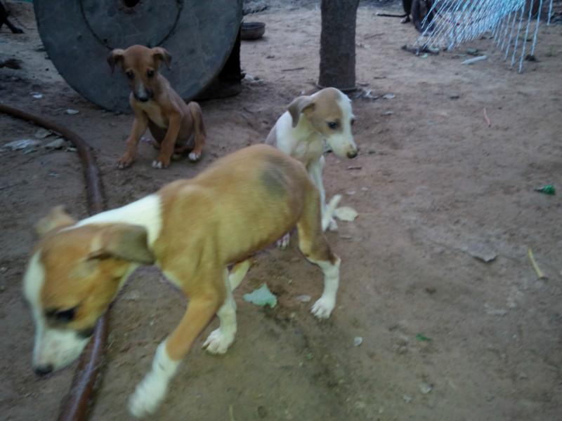 供应黑龙江格力犬幼犬价格图片