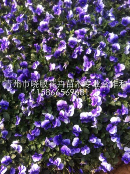 宿根福祿考圖片/宿根福祿考樣板圖 (3)