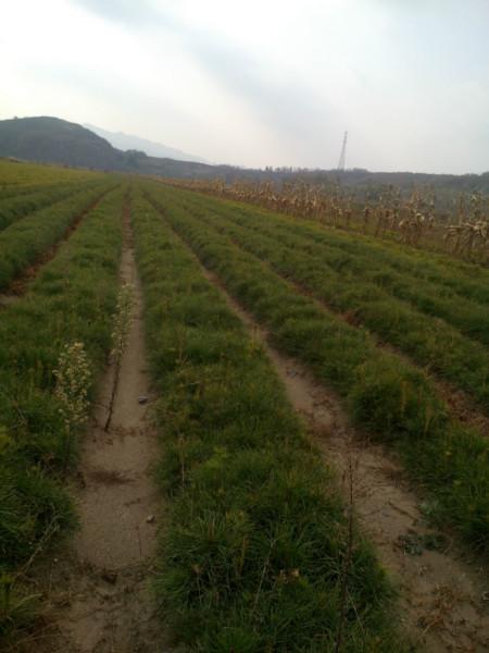 供應黑松苗2年苗黑松苗批發(fā)基地遼寧黑松苗*批發(fā)樟子松2年苗