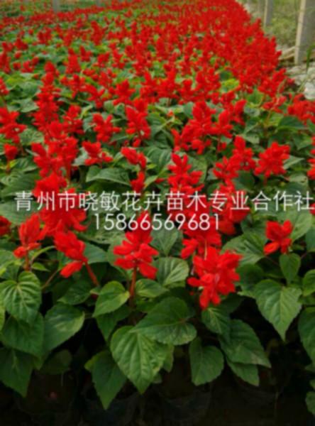 供應(yīng)綠化草花一串紅