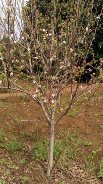 供應(yīng)庭院種植西府海棠樹苗，全國*西府海棠生產(chǎn)基地，地戶直銷